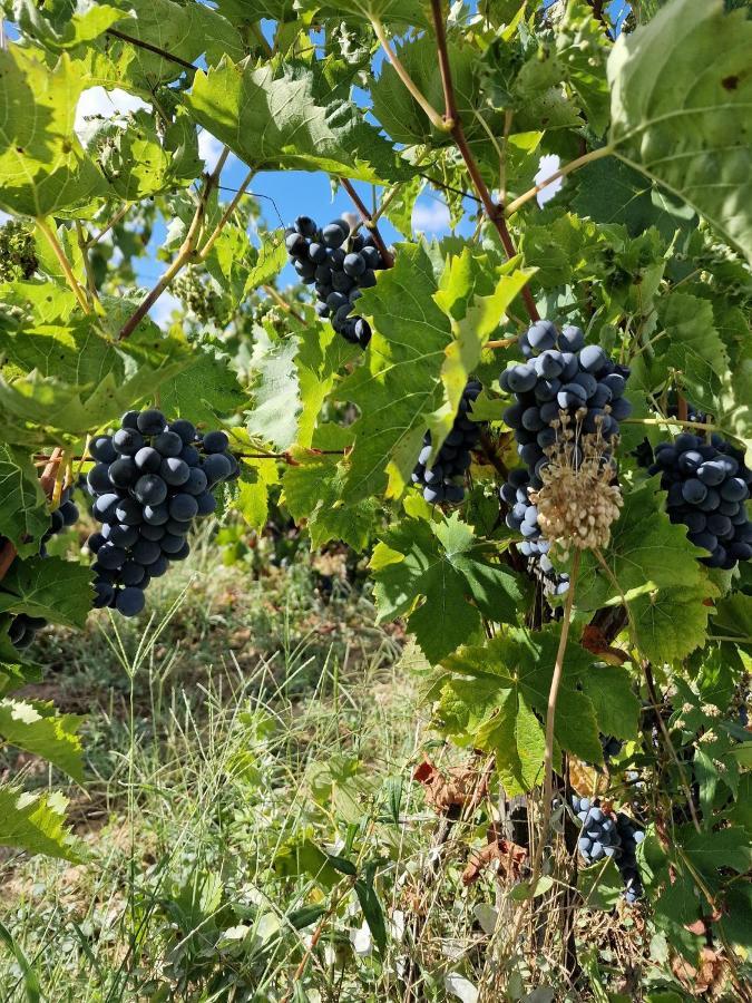Escapade Entre Vignes Et Mer Corme-Royal Экстерьер фото