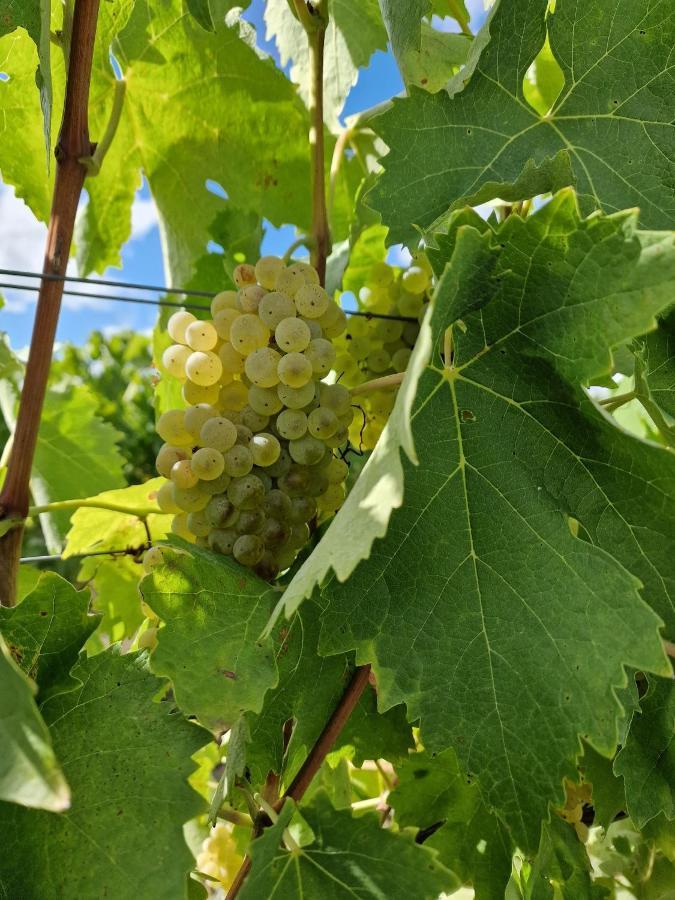Escapade Entre Vignes Et Mer Corme-Royal Экстерьер фото